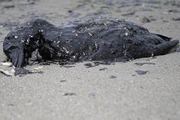 We Are Not Protecting Our Fresh Water Sources and Our Oceans….