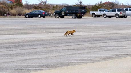 Fantastic Mister Fox Takes Over The Robert Moses Parking Lot at Field Five