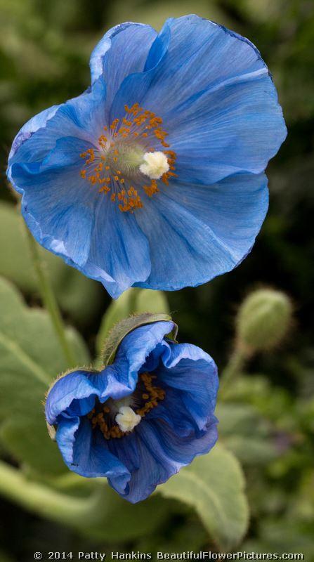 Blue Poppies – 2014 Blue Poppy © 2014 Patty Hankins