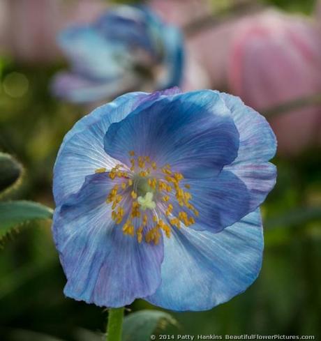 Blue Poppy © 2014 Patty Hankins