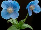 Blue Poppies 2014