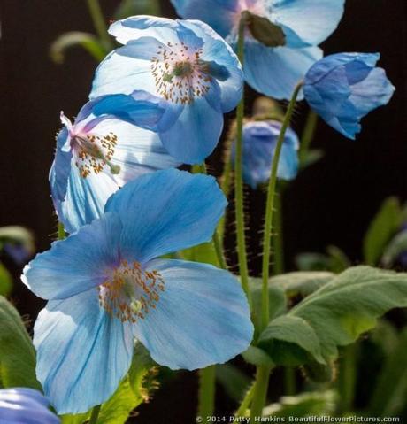 Blue Poppies – 2014 Blue Poppy © 2014 Patty Hankins