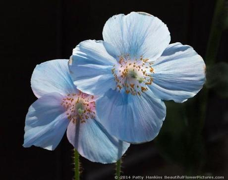 Blue Poppies – 2014 Blue Poppy © 2014 Patty Hankins