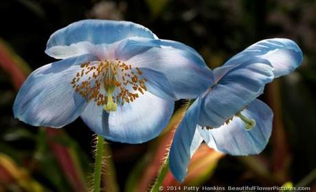 Blue Poppies – 2014 Blue Poppy © 2014 Patty Hankins
