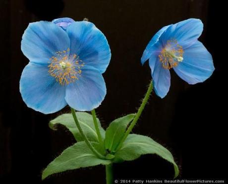 Blue Poppies – 2014 Blue Poppy © 2014 Patty Hankins