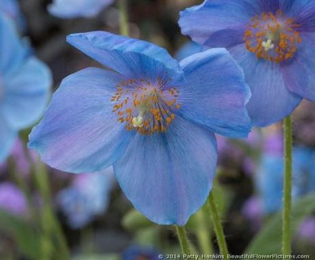 Blue Poppies – 2014 Blue Poppy © 2014 Patty Hankins