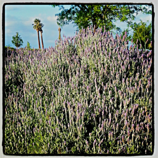 Lush lavendar at the Panorama Bluffs