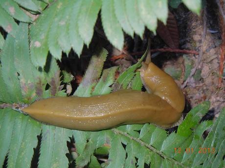 A banana slug making its slow way across our trail
