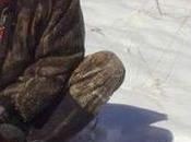 Nebraska’s First Mountain Lion Hunt Could Also Last