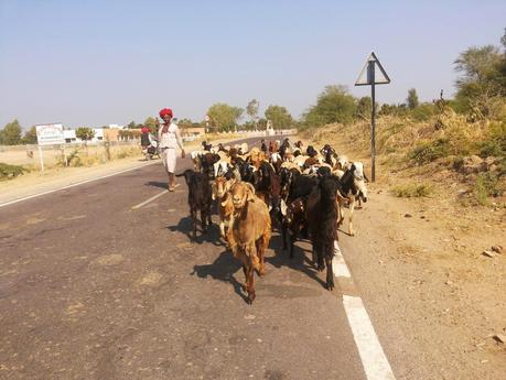 The journey and the rural backdrop of Rajasthan