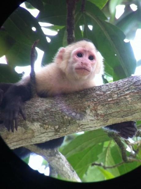 capuchin monkey in the rain forests of Costa Rica