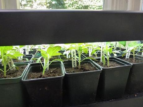 tomato seedlings thrive under propagator