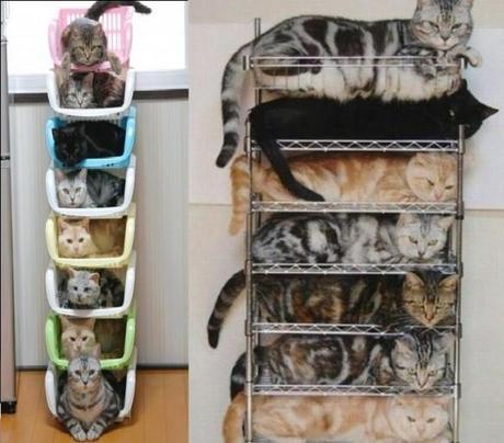 The World’s Top 10 Best Ways to Organize Cats