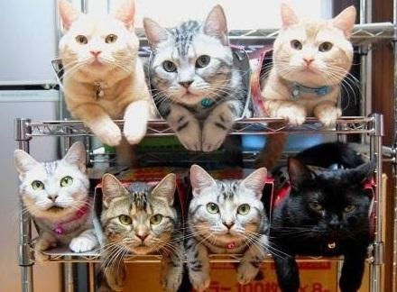 The World’s Top 10 Best Ways to Organize Cats