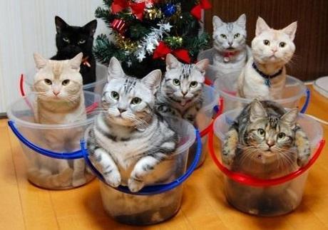 The World’s Top 10 Best Ways to Organize Cats