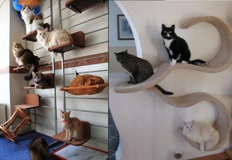 The World’s Top 10 Best Ways to Organize Cats