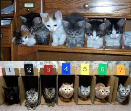 The World’s Top 10 Best Ways to Organize Cats