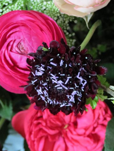 Black Scabiosa