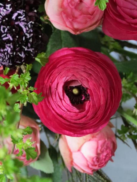 Ranunculus