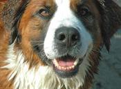 Tricks: Highly Intelligent Saint Bernese Breed