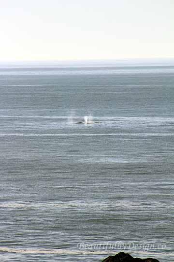 Grey whale spouting off Boiler Bay on Oregon Coast, from BeautifulbyDesign.co
