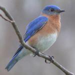 A male Eastern bluebird.. Image by Ken Thomas (KenThomas.us (personal website of photographer)) [Public domain], via Wikimedia Commons;