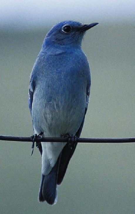 Mountain bluebird