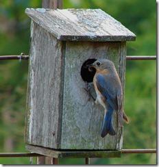 Female Bluebird feeding chicks.  Image by ND Petitt