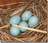 Bluebird eggs are almost always blue.  About 5% are white.   Image via Вasil at the English language Wikipedia [GFDL (http://www.gnu.org/copyleft/fdl.html), CC-BY-SA-3.0 (http://creativecommons.org/licenses/by-sa/3.0/) or GFDL (http://www.gnu.org/copyleft/fdl.html)], from Wikimedia Commons