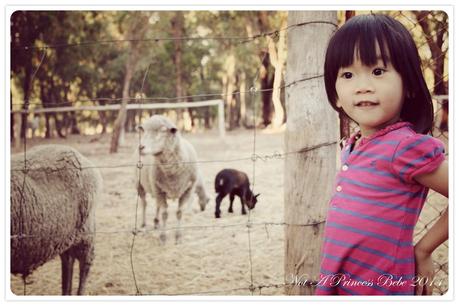 A Wonderful Family Getaway: Lilly Pilly Cottage Farm Stay @ Gidgegannup, Western Australia