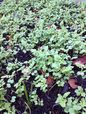 Green Manure Mustard Garden update November and squirrel proof bulbs