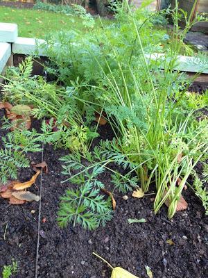 raised bed carrots Garden update November and squirrel proof bulbs