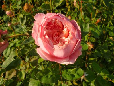 Alnwick Rose David Austin Roses