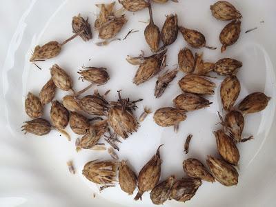 Save your seeds - Dwarf Cornflowers Save your seeds - Dwarf Cornflowers