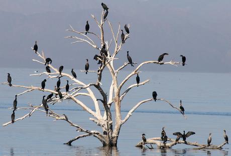 Double-crested Cormorant, many roosting (Salton Sea, Feb.)