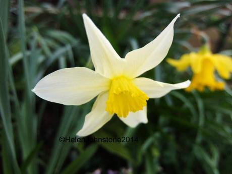 Narcissus 'Sophies Choice'