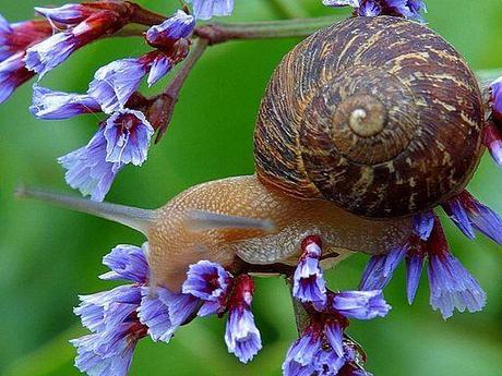 Snail on flowers