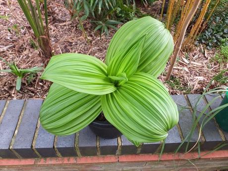 Veratrum lobelianum