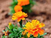 Show Your Marigolds