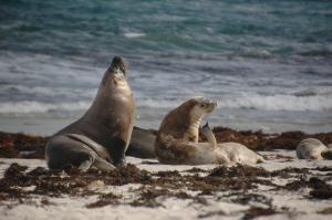 Sea lions on Kangaroo Island.