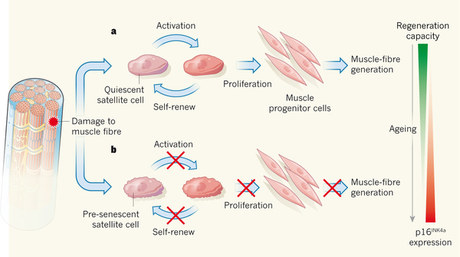 Mechanism of muscle decay on aging, and its reversal.