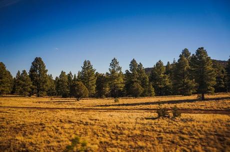 Coconino National Forest Rail Road view