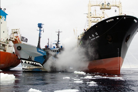 Sea Shepherd Applauds the World Court for Protecting the Whales of the Southern Ocean Whale Sanctuary