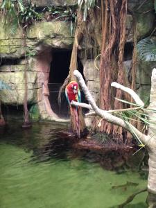 They had the most colorful parrots at the Moody Gardens rainforest. 