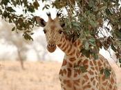 Plants Release Chemical Weapons Deploy Insect Armies Their Defence