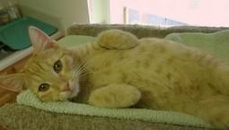 Stop Euthanizing Rescued Animals