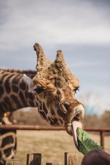 A Once In A Lifetime Trip To The Zoo! {Take THAT Autism}