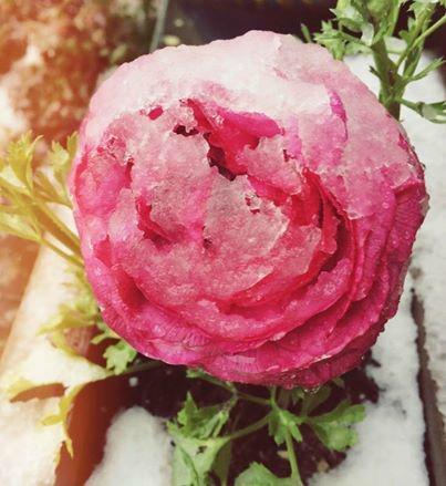 spring ranunculus covered with snow and ice @Simone Design Blog