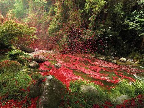 Costa Rica covered in flower petals pictures