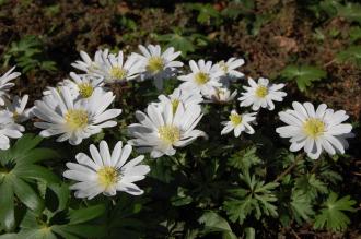 Anemone blanda 'White Splendour' (16/03/2014, Kew Gardens, London)